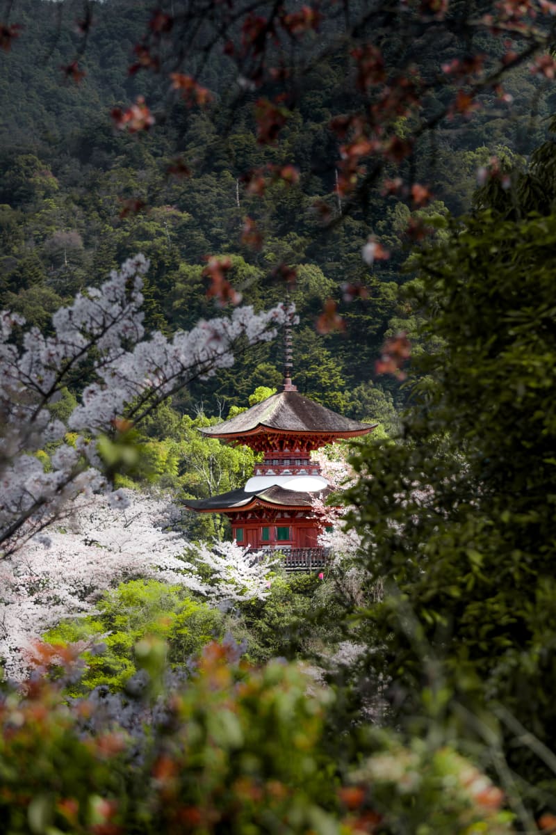 Hidden Sakura Temple