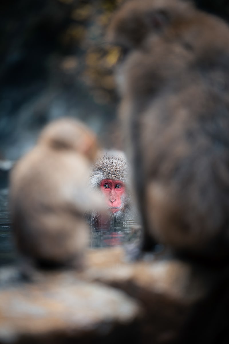 Hidden Snow Monkey