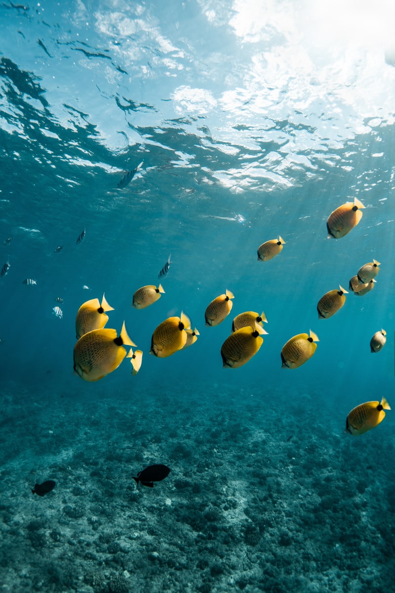 Underwater Butterflies