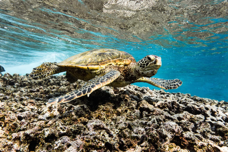 Hovering Honu