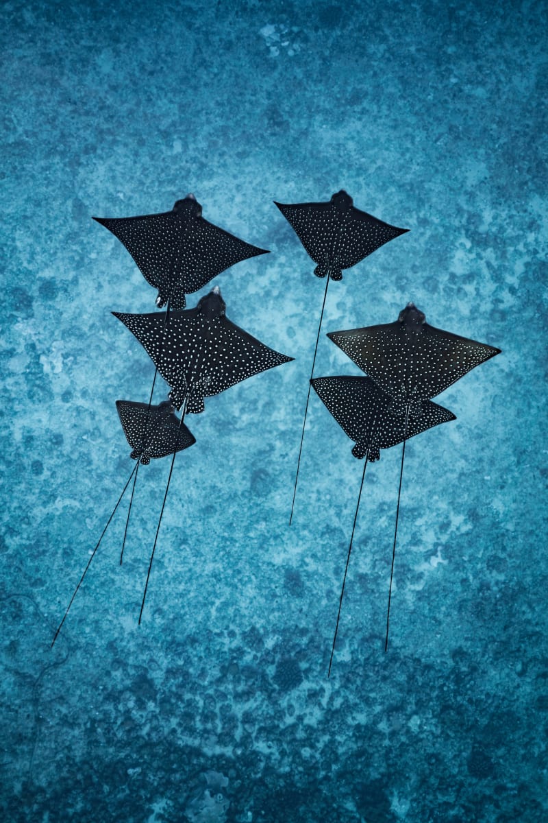 Seis Rays