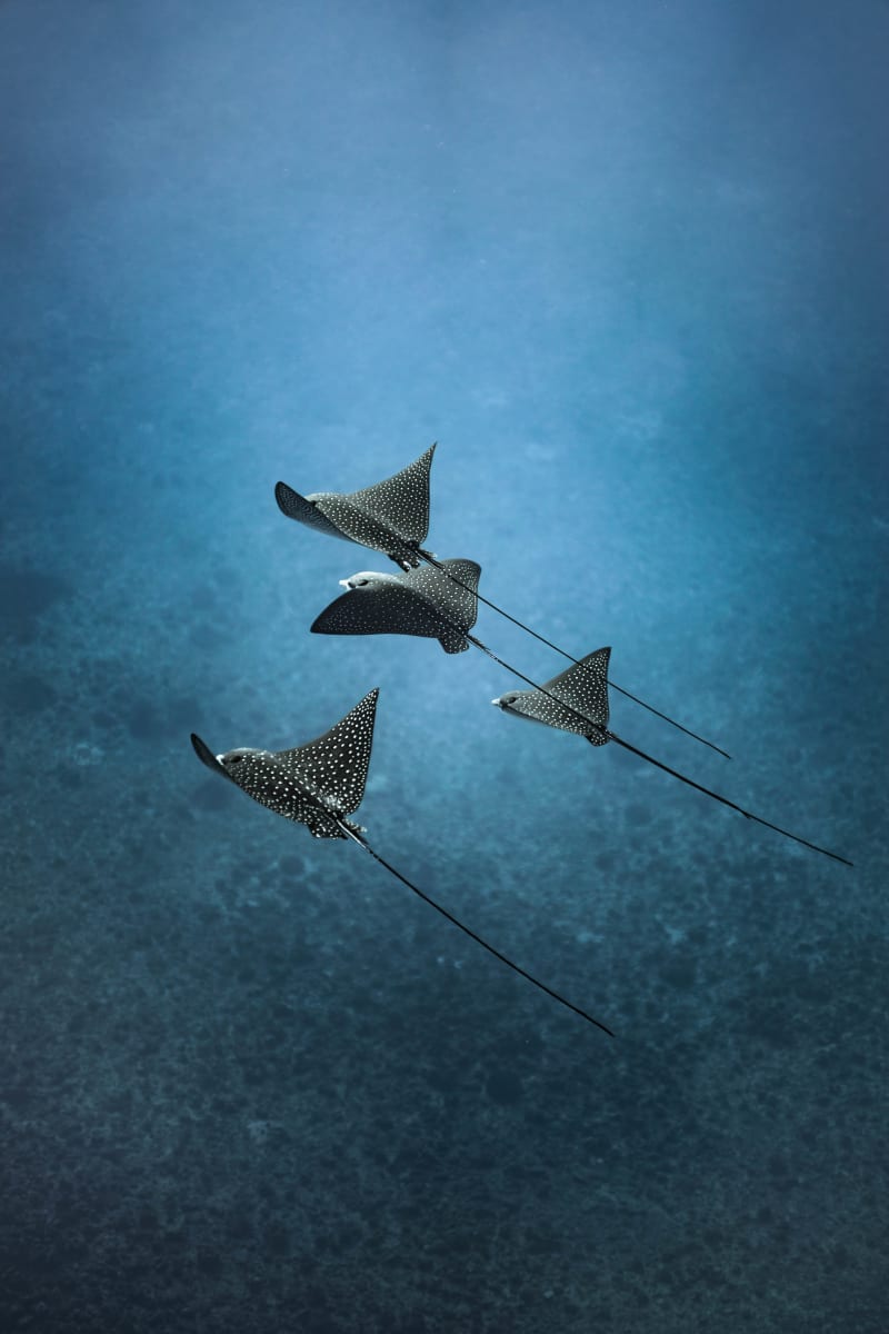 Cuatro Rays