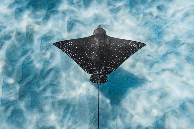 Ray