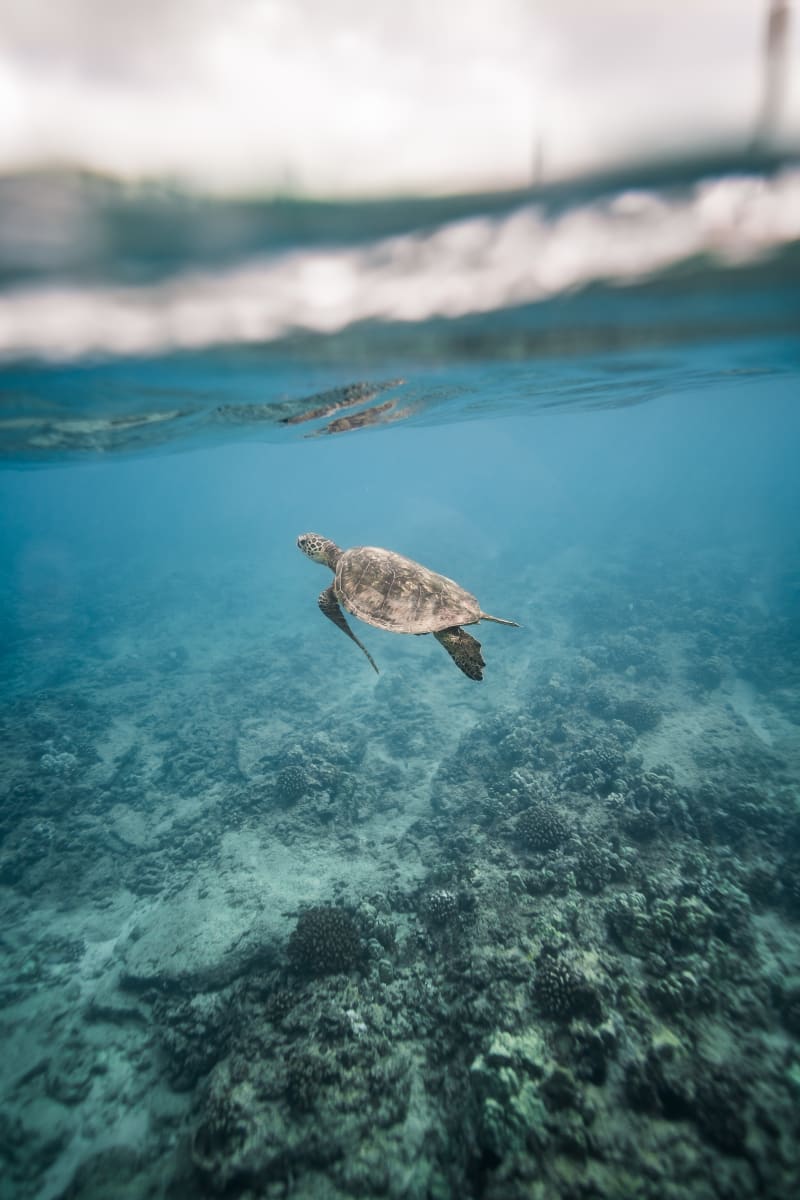 Honu Life