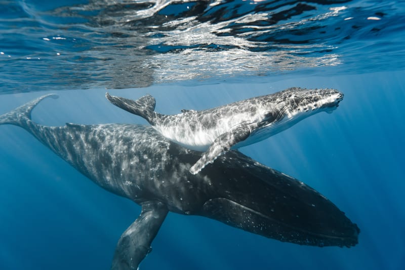 Mom & Baby