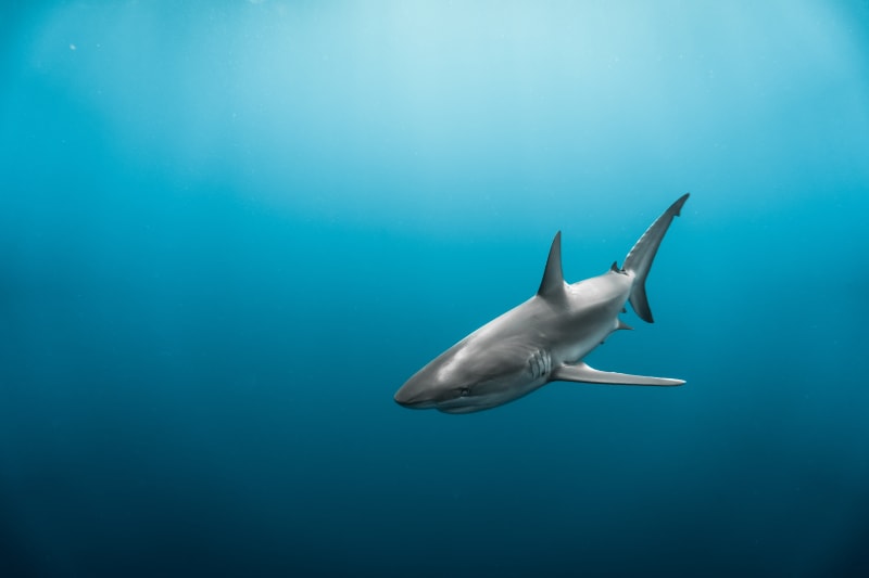 Deep Blue