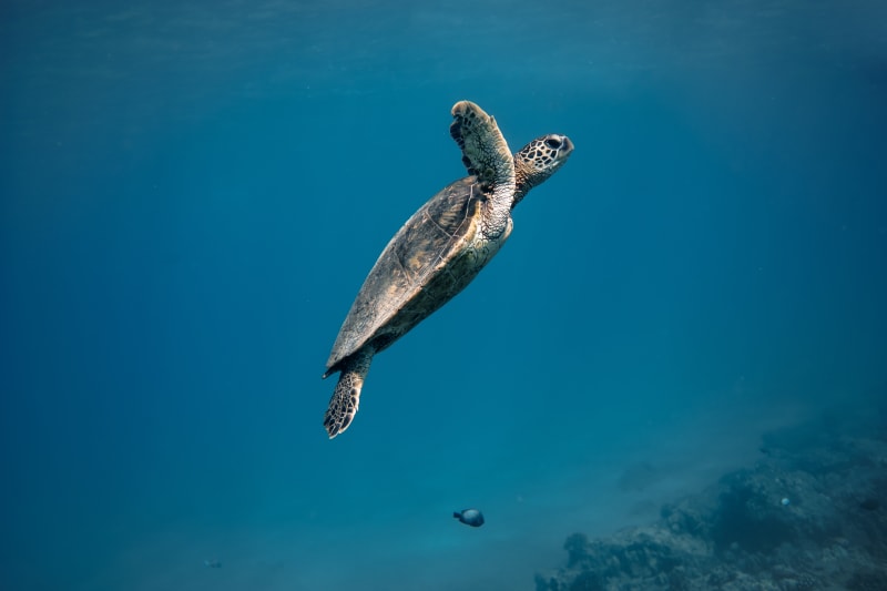 Flying Honu