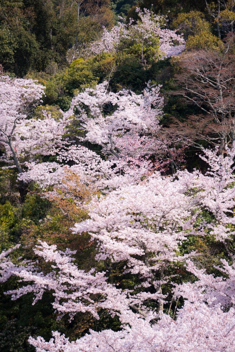 Cherry Blossom Camo