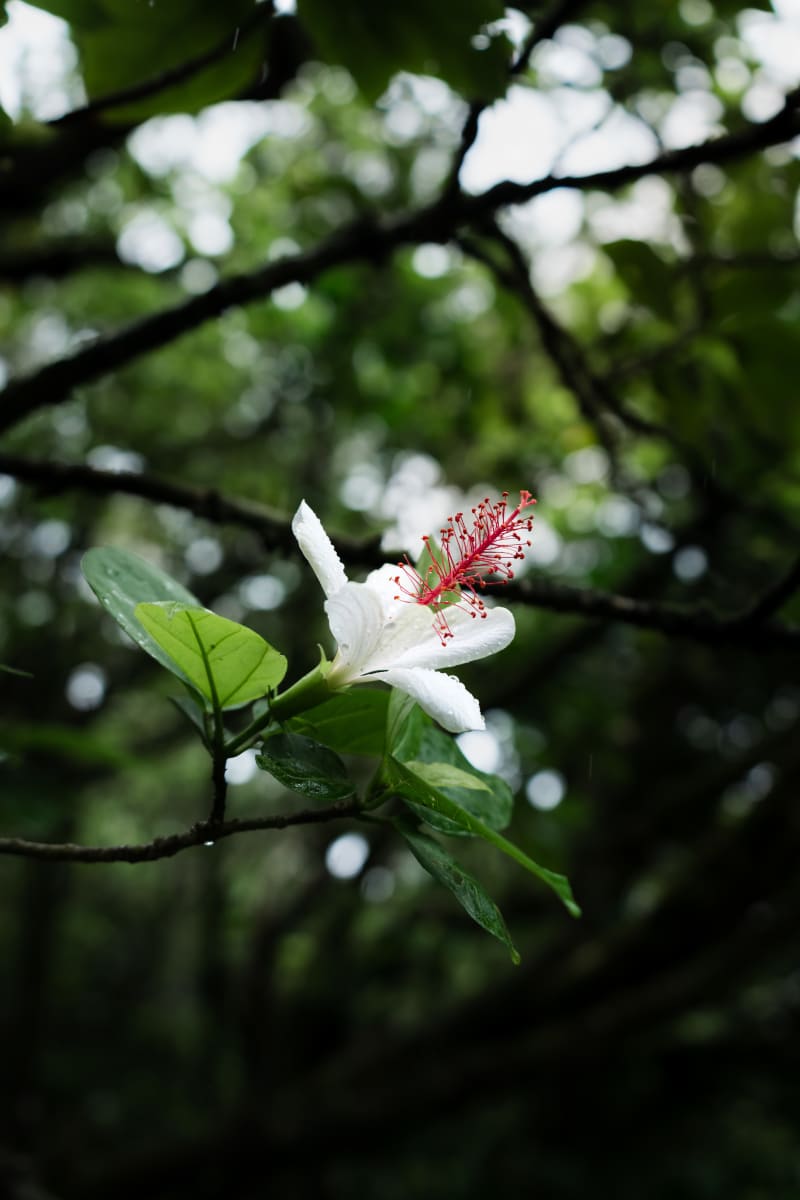 Hibiscus Waiamea (Kokiʻo Keʻokeʻo)
