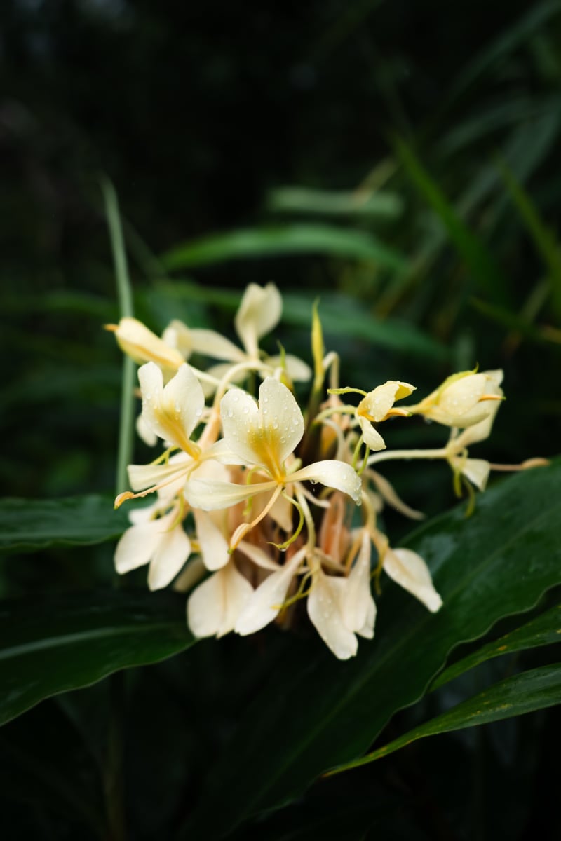 White Ginger