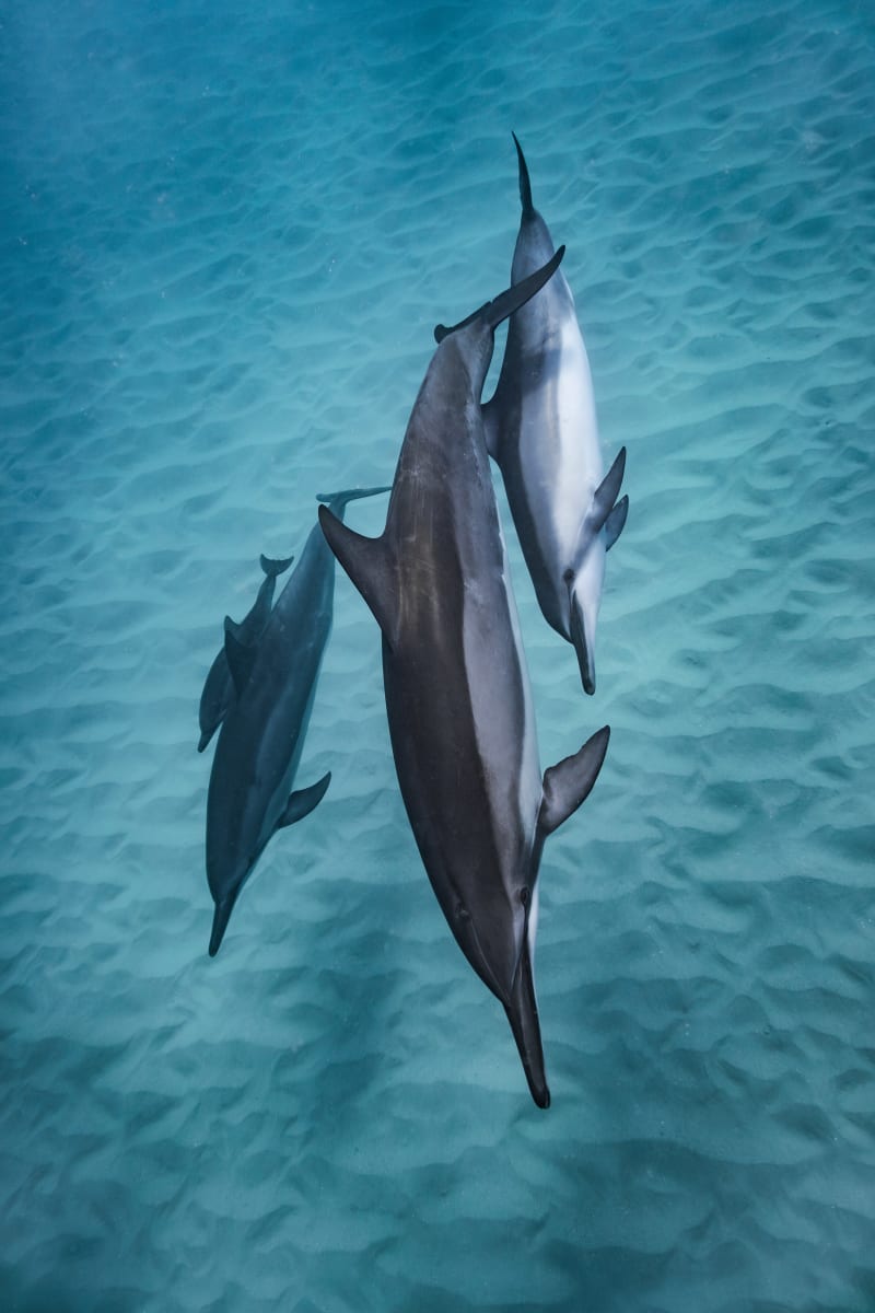 Dolphin Fam