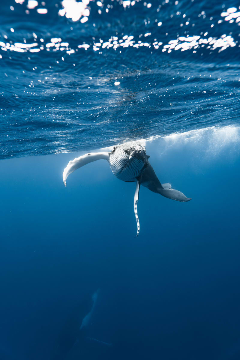 Happy Whale Calf