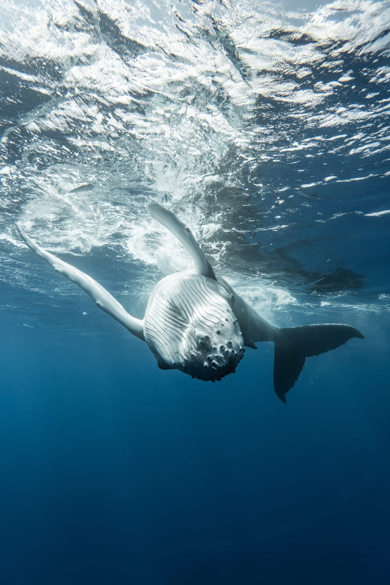 Curious Whale