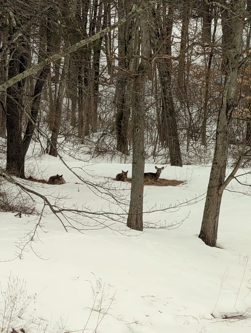 Deer on the property in winter
