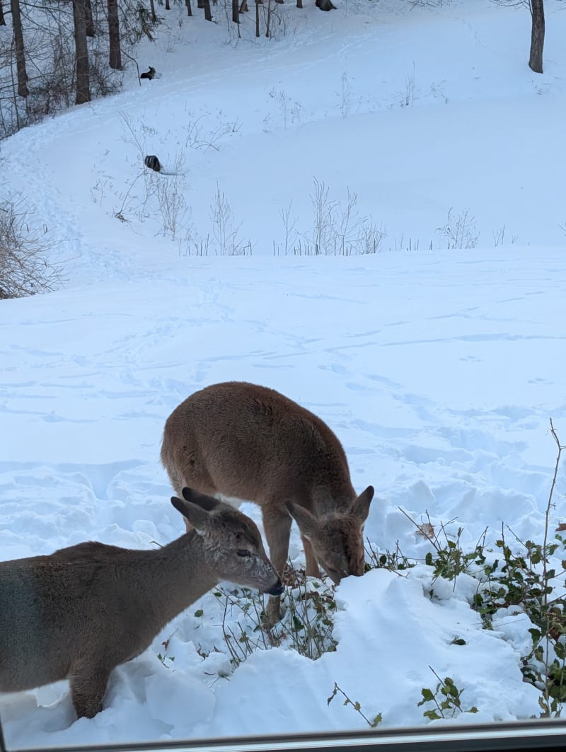 Deer grazing on the property