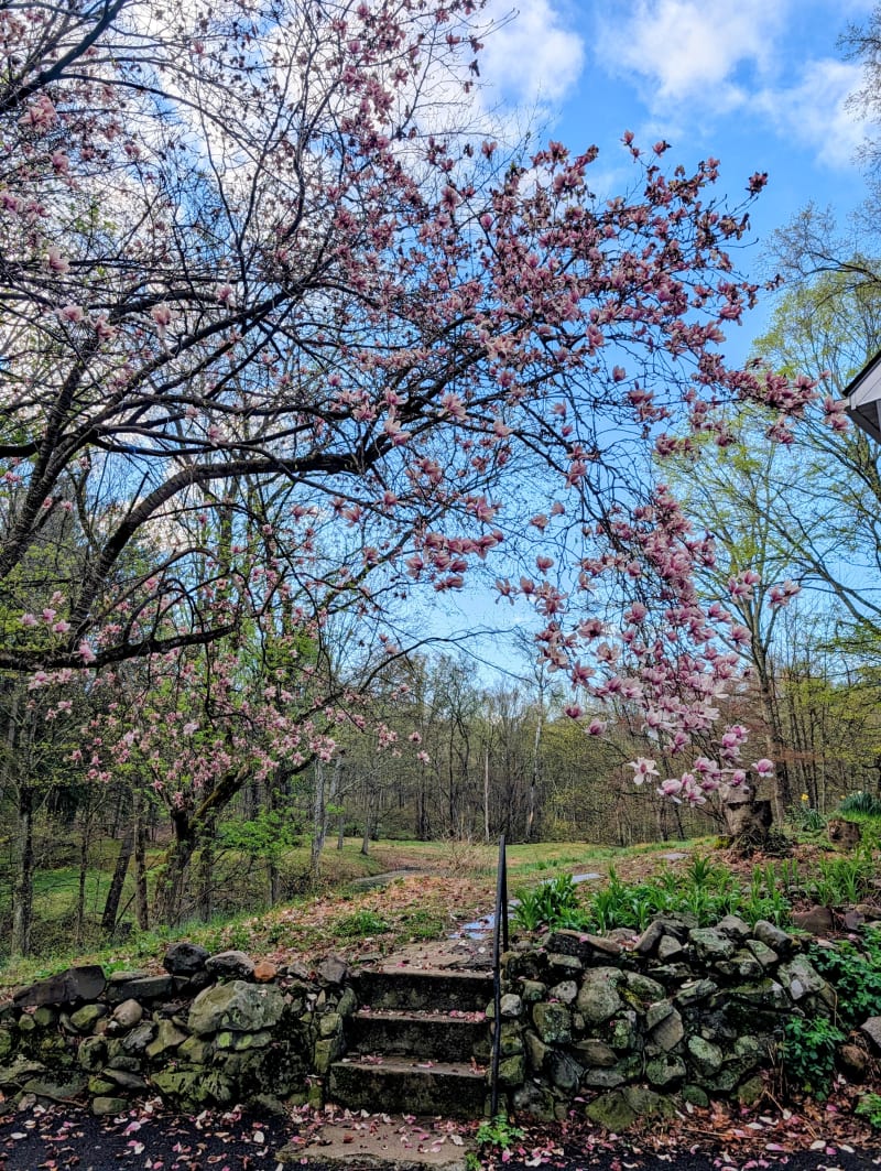 Magnolia in bloom in spring