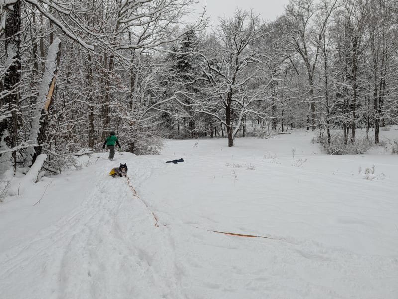 Dog playing in the snow