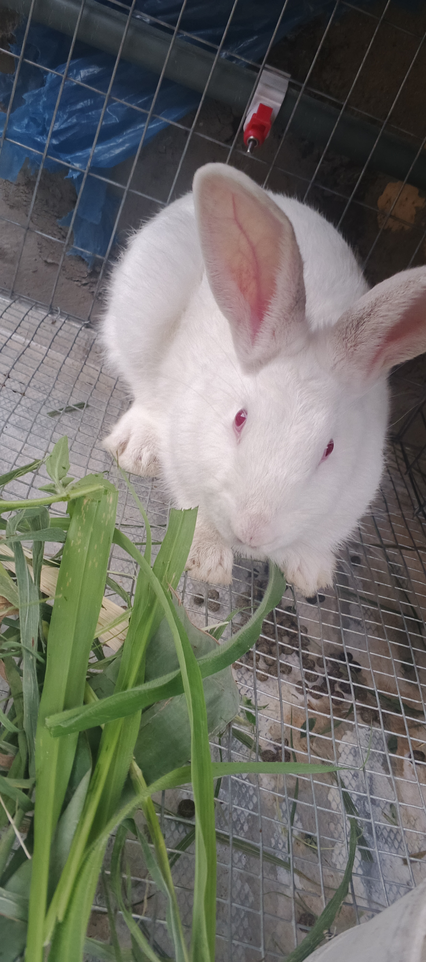 Rabbit