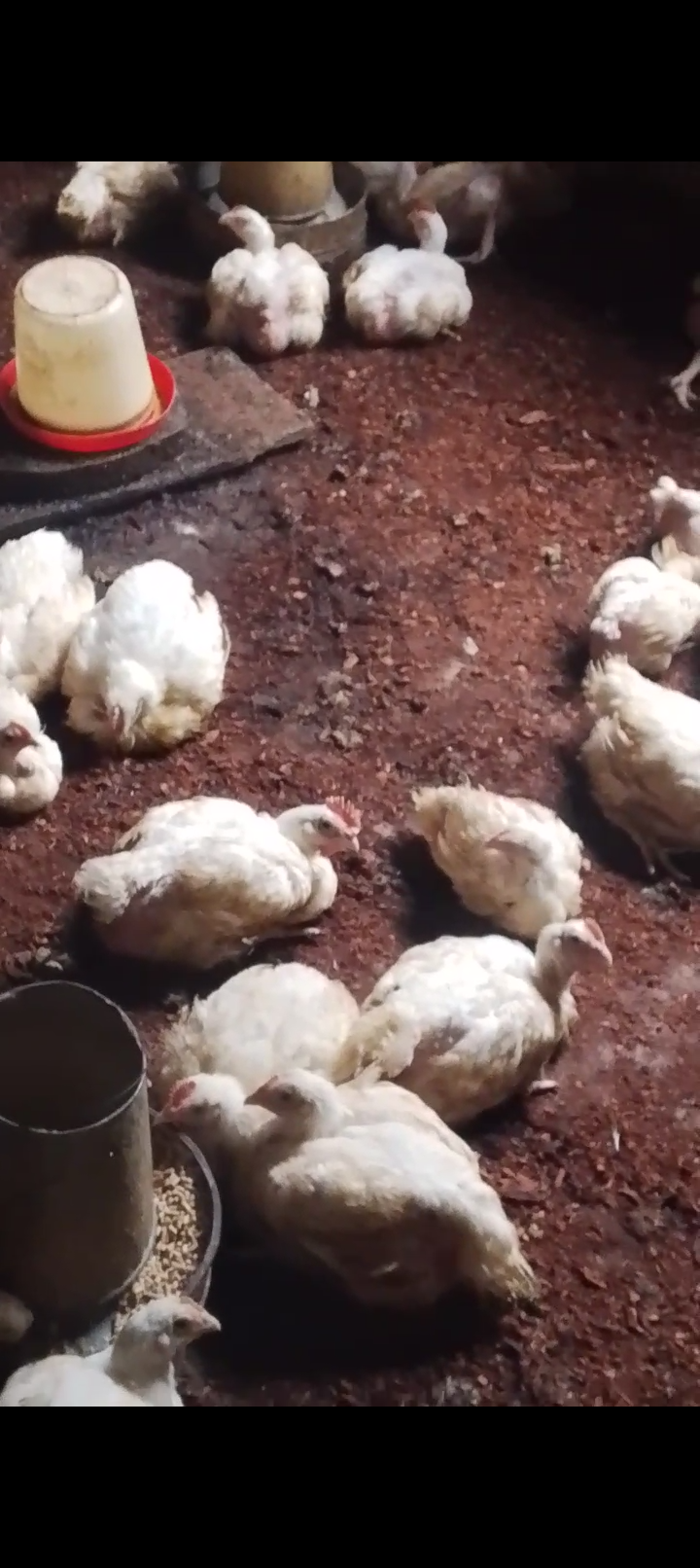 Chikens