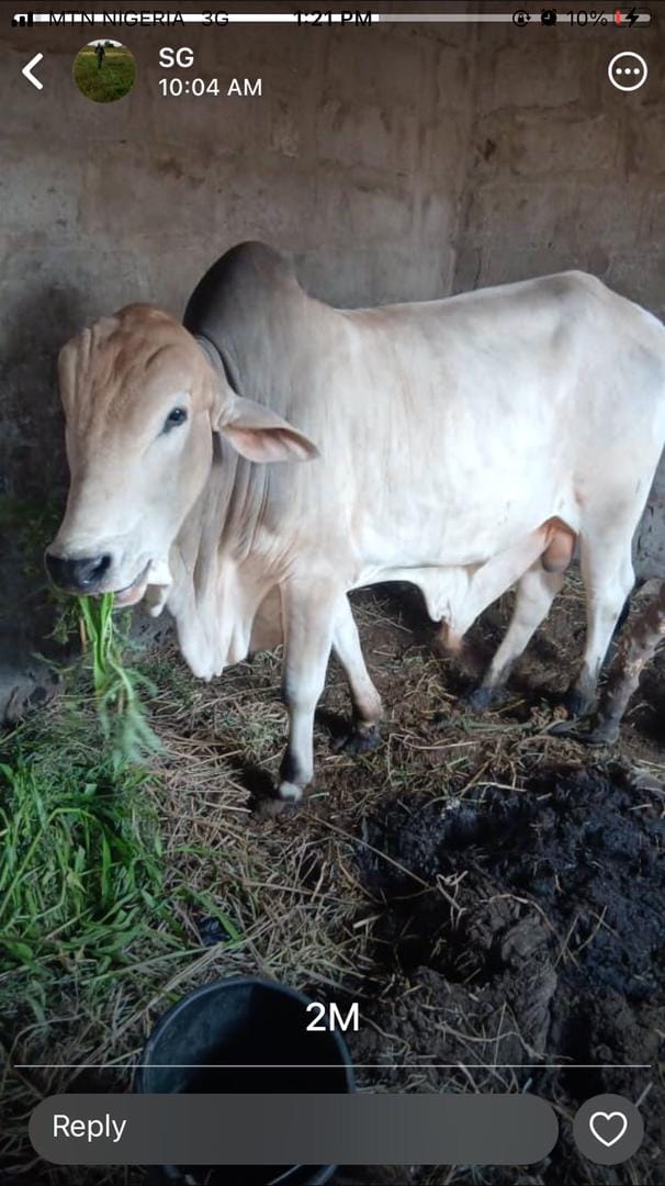 Cow