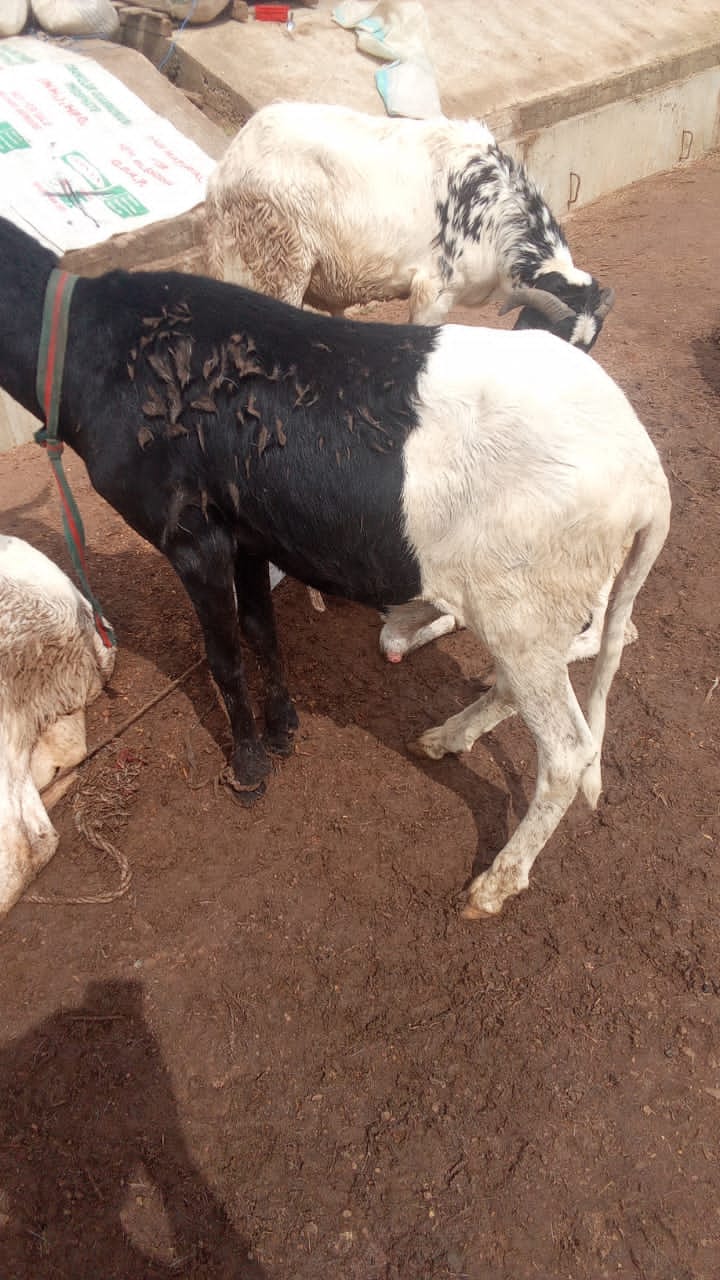 Rams