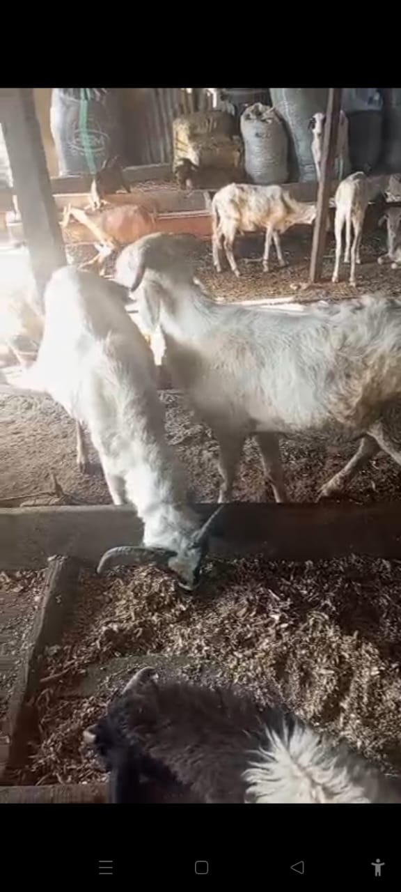 Middle size rams