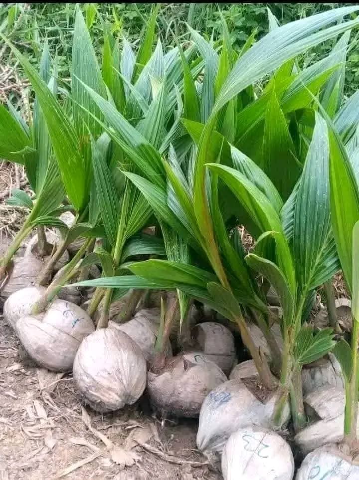 Benue seedlings