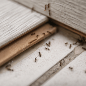 Ants