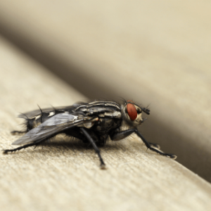Flying Insects