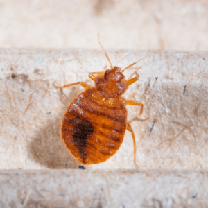 Fleas & Bedbugs
