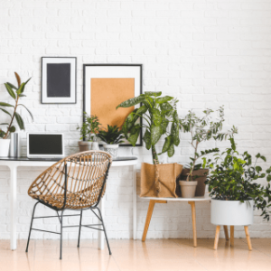 Indoor Plant Protection