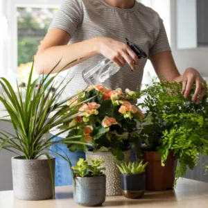 Indoor Plant Nutrition