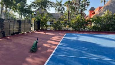 Tennis Courts F&F – photo 1