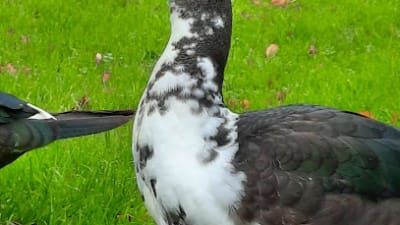 Lawntennisclub "De Drie Posten" – photo 1