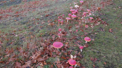 Tennisvereniging Duysel – photo 1