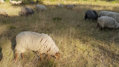 Tennisvereniging "Schipborg" – photo 1