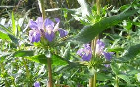 Rheumatoid Arthritis Diet Rheumatoid Arthritis Diet
