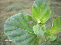 Rheumatoid arthritis diet Rheumatoid arthritis diet