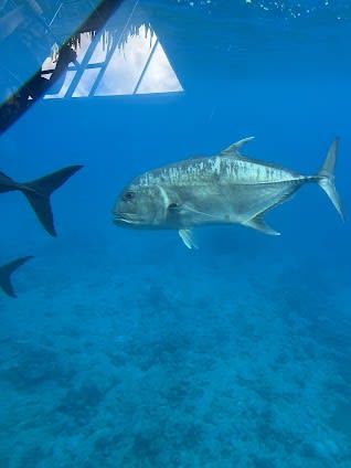 Raro Reef Sub
