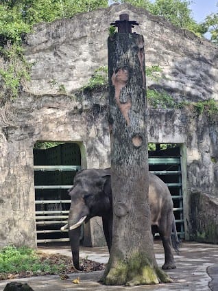 Ragunan Zoo