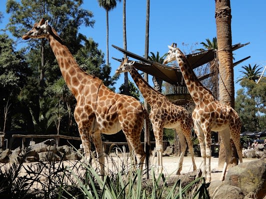 Melbourne Zoo