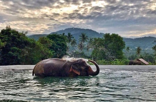 Samui Elephant Sanctuary Bophut