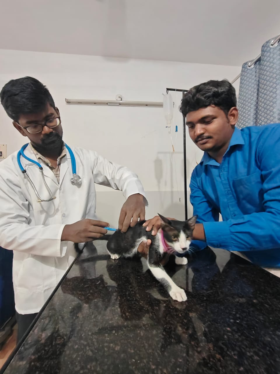 Veterinarian examining a cat