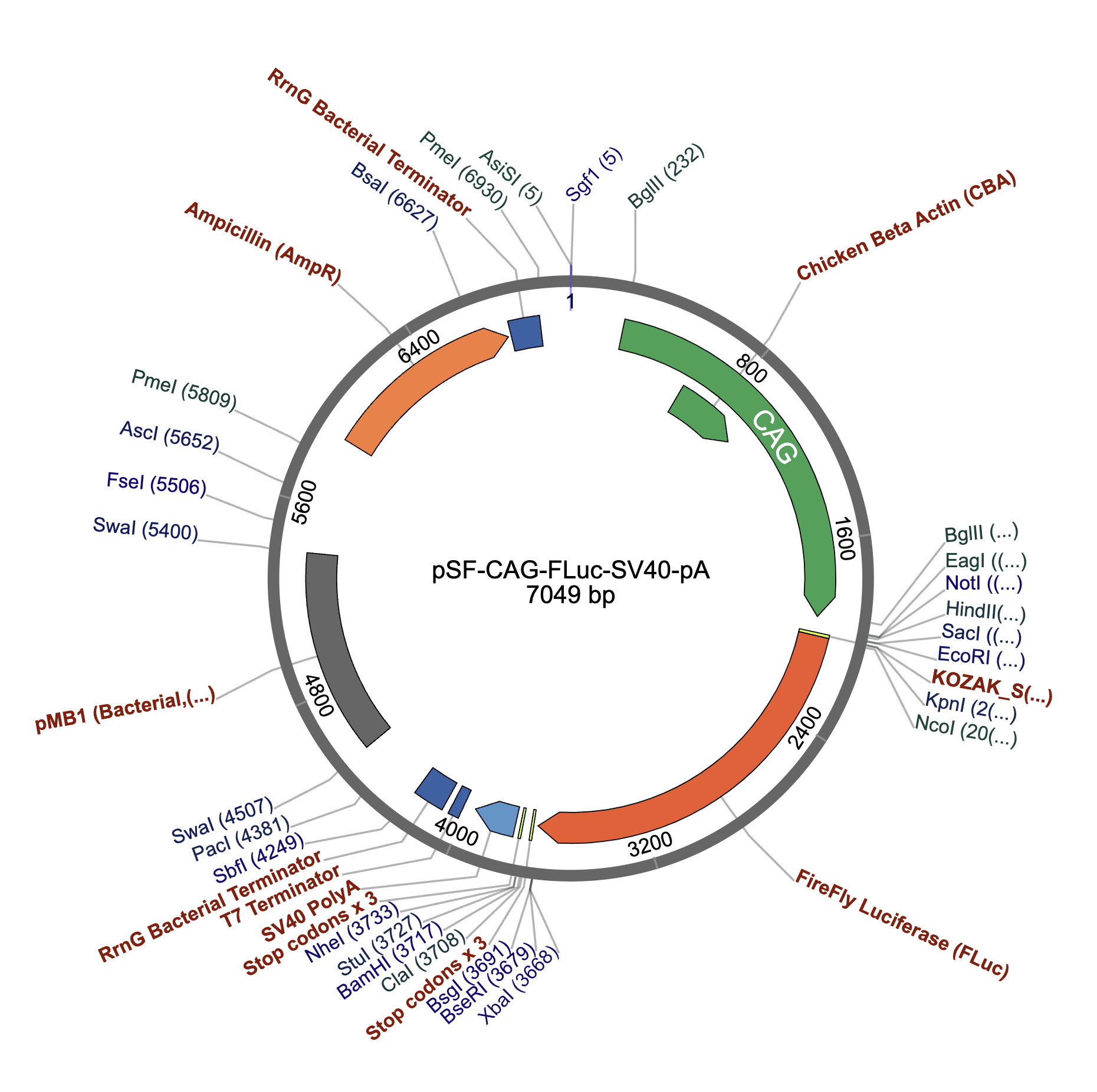 One of many plasmids