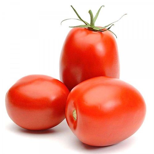 Semence Tomate Roma