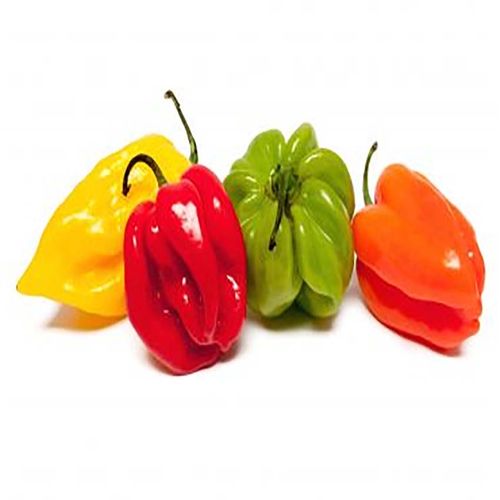Semence Piment Antillais