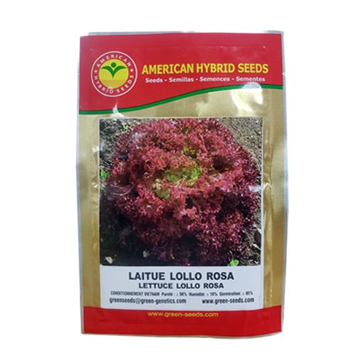 Semence Laitue Lollo Rosa