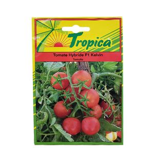 Tomate Kelvin