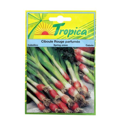 Ciboule Rouge Parfumée