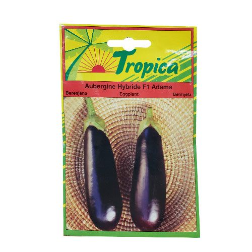 Aubergine Adama